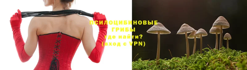 где можно купить   Ермолино  Псилоцибиновые грибы Magic Shrooms 